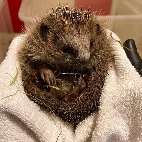 Überwinterung Cornelia u Heinrich aus dem Tierschutz
